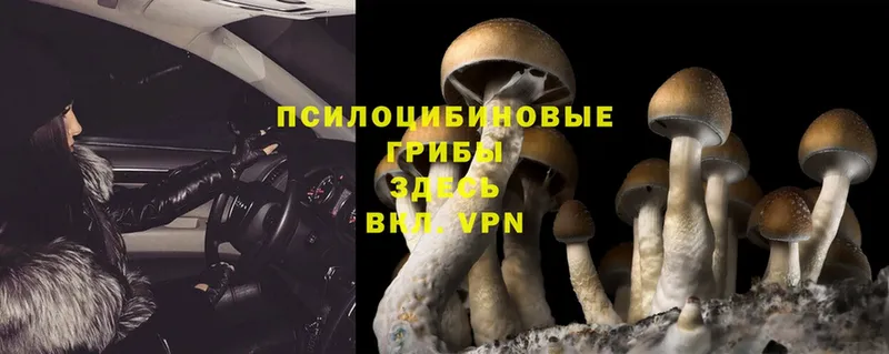 Галлюциногенные грибы Psilocybe  Ивантеевка 